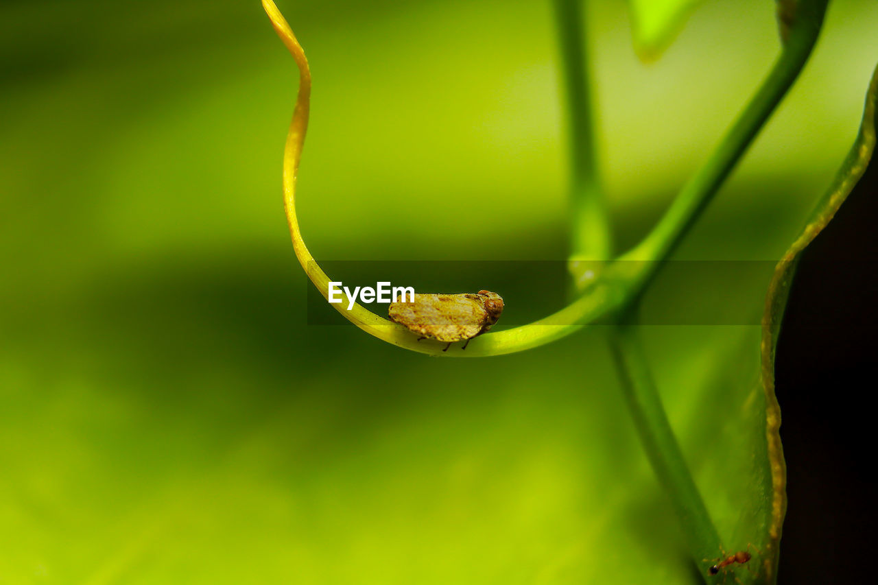 CLOSE-UP OF GRASSHOPPER