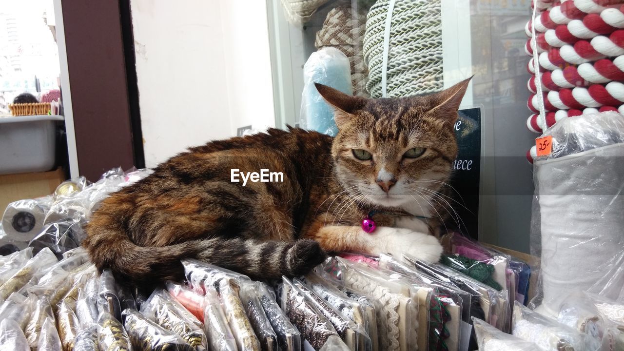 Portrait of cat lying on laces at market stall