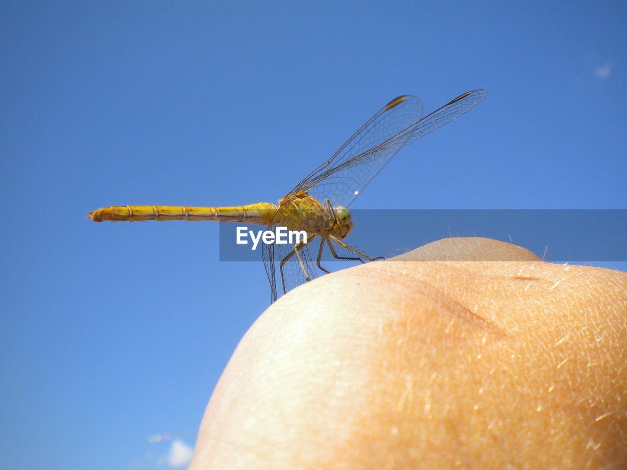 CLOSE-UP OF DAMSELFLY ON FINGER