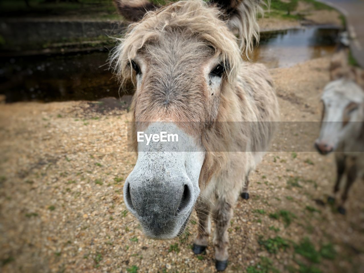 CLOSE-UP PORTRAIT HORSE ON FIELD