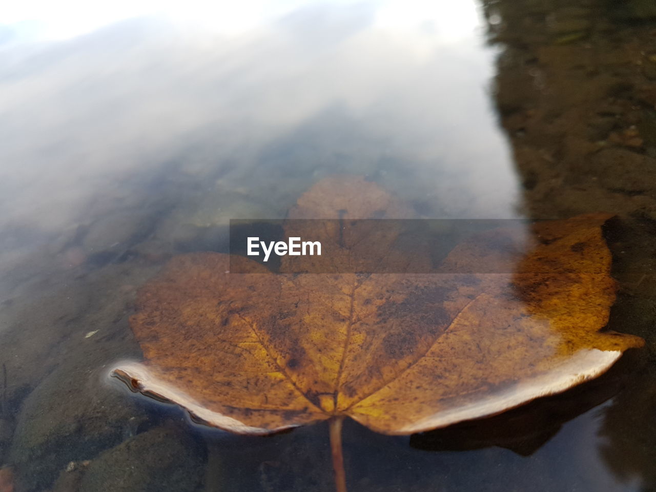 HIGH ANGLE VIEW OF DRY MAPLE LEAF