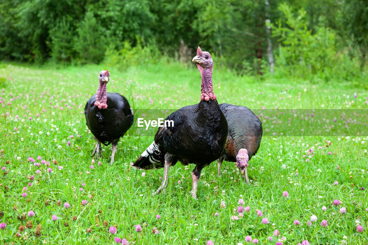 Three turkeys on green grass with clover. free-range turkeys