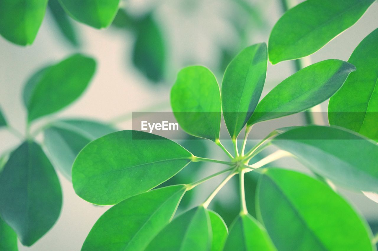 Full frame shot of fresh green leaves