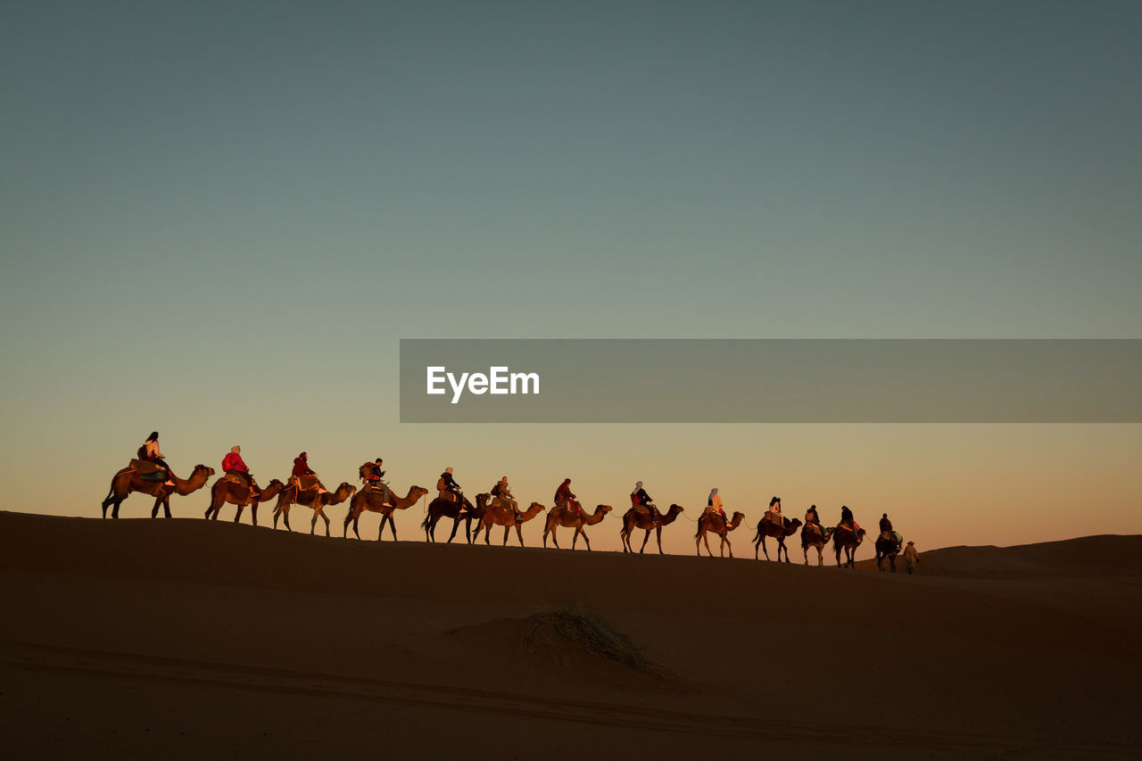 Camel trek into the saharan desert