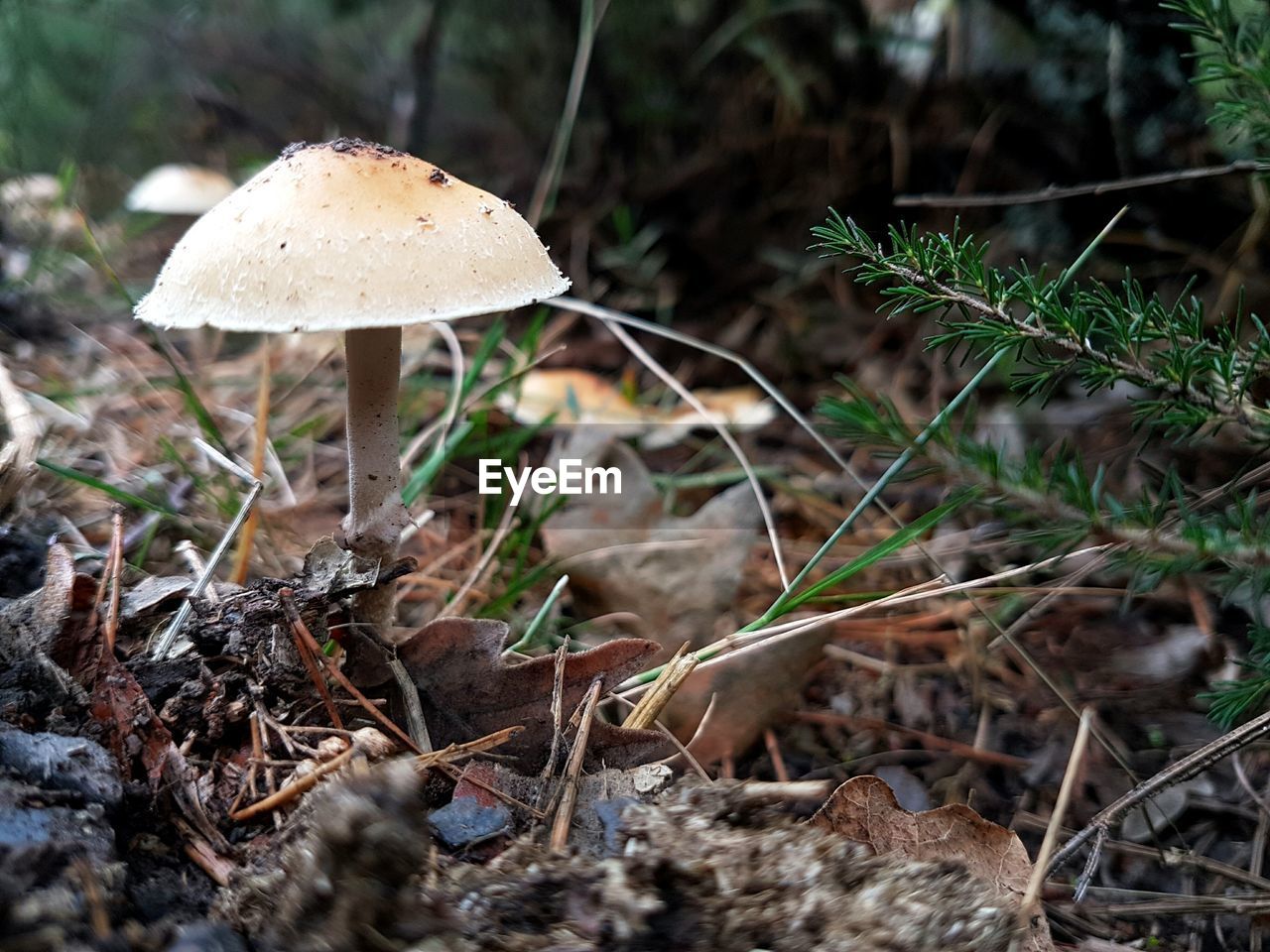 Close-up of mushroom growing in forest