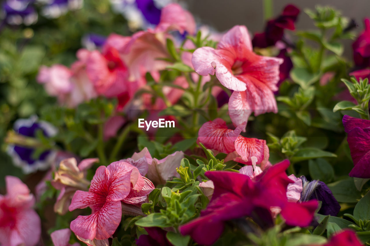 Petunia of my rooftop garden