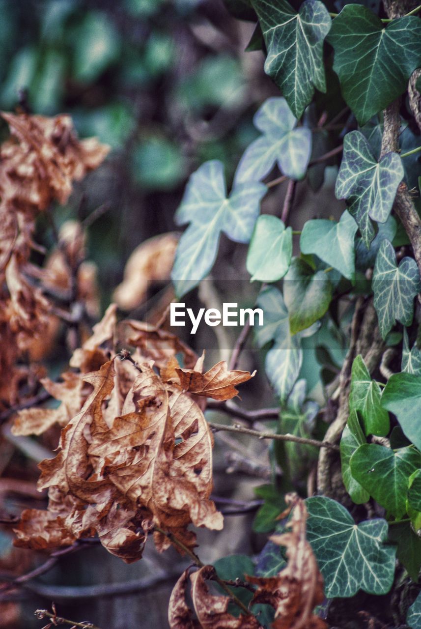 CLOSE-UP OF AUTUMN LEAVES ON PLANT