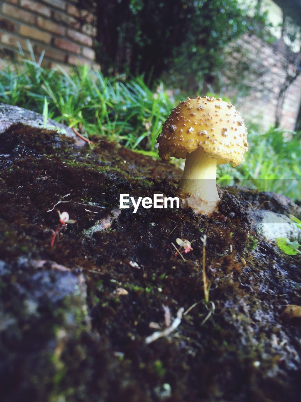 CLOSE-UP OF MUSHROOMS