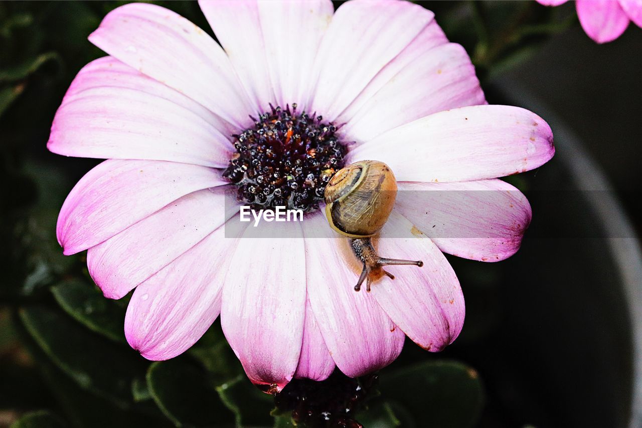 BEE ON PINK FLOWER