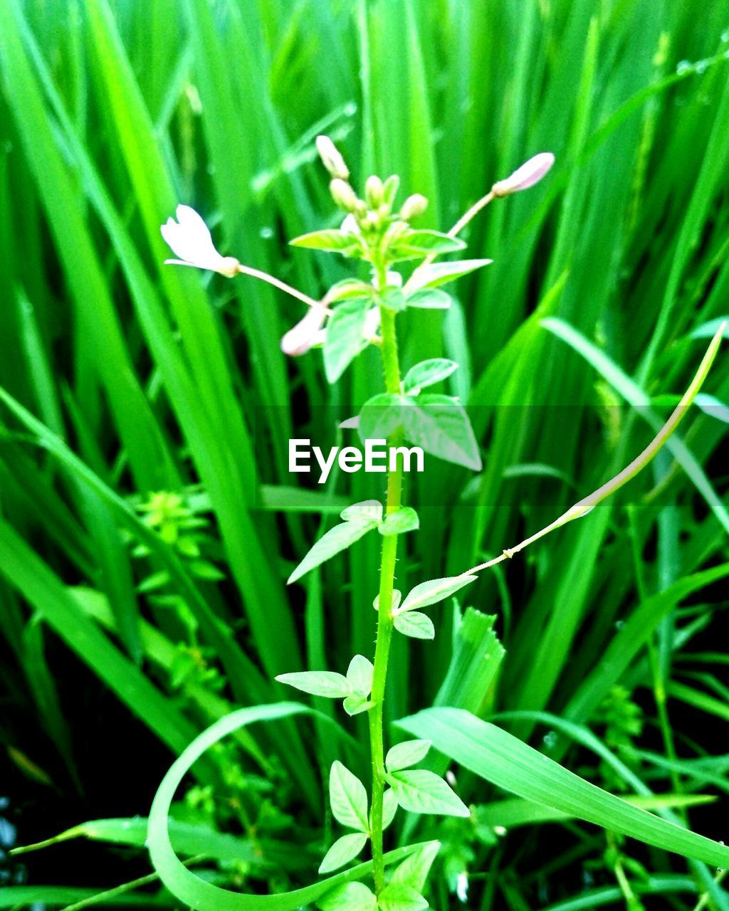 CLOSE-UP OF PLANT GROWING ON FIELD
