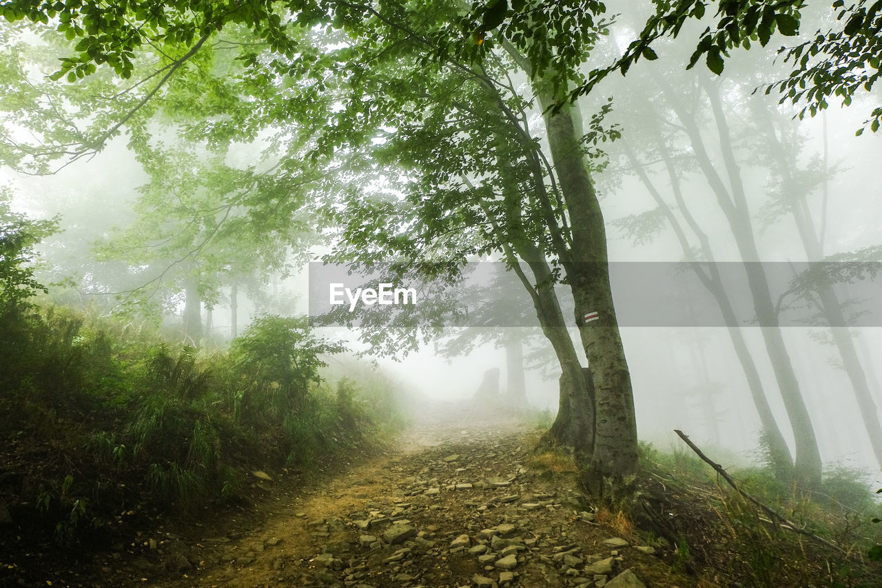 ROAD AMIDST TREES IN FOREST DURING FOG