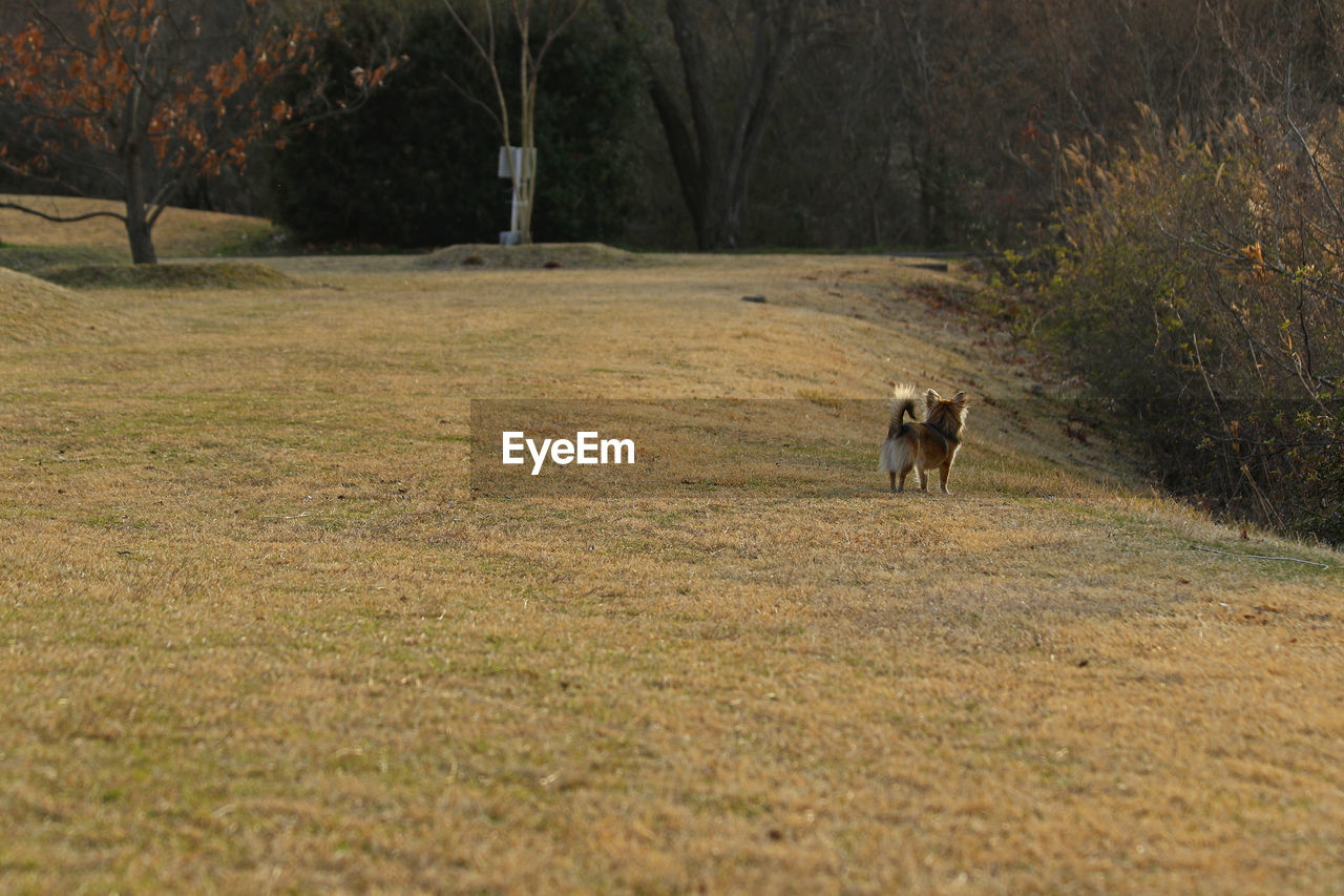 VIEW OF DOG RUNNING ON FIELD