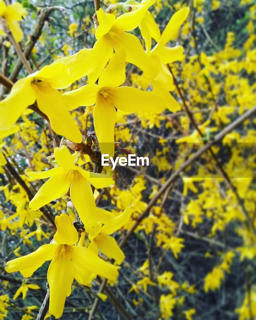 CLOSE UP OF YELLOW TREE