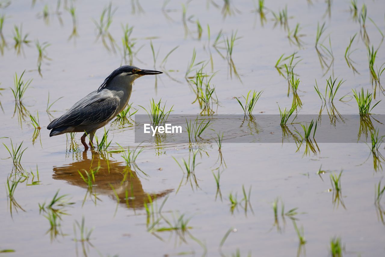 GRAY HERON IN LAKE