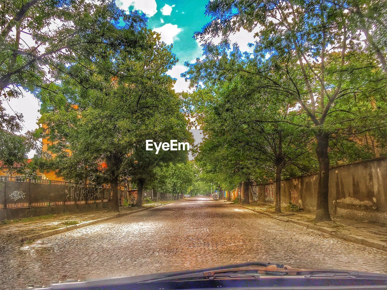 VIEW OF TREES IN PARK