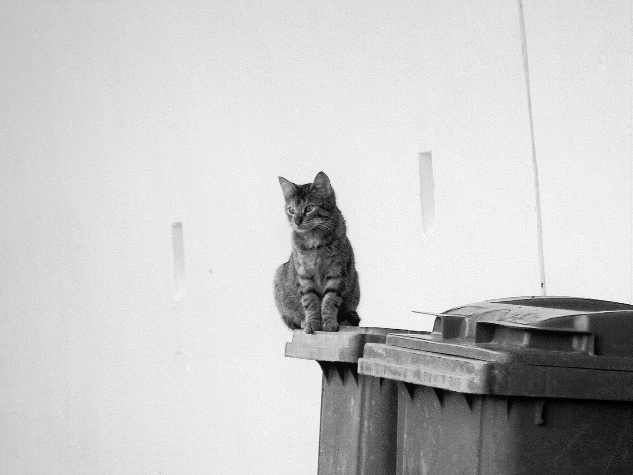 Cat sitting on garbage can against wall