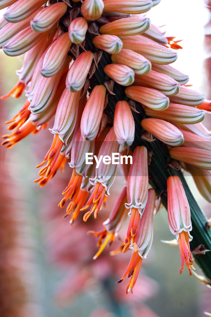 Close-up of pink flowers