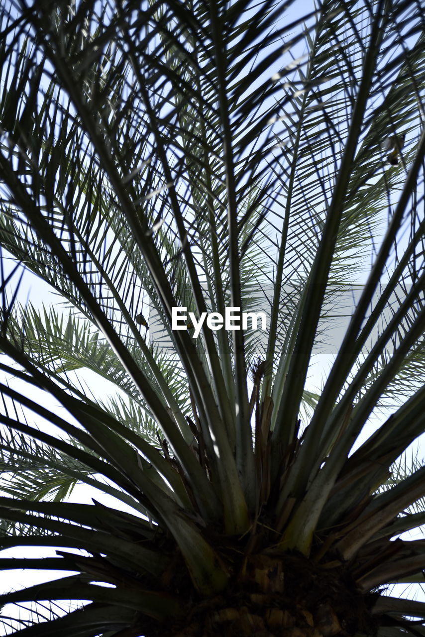 LOW ANGLE VIEW OF PALM LEAVES