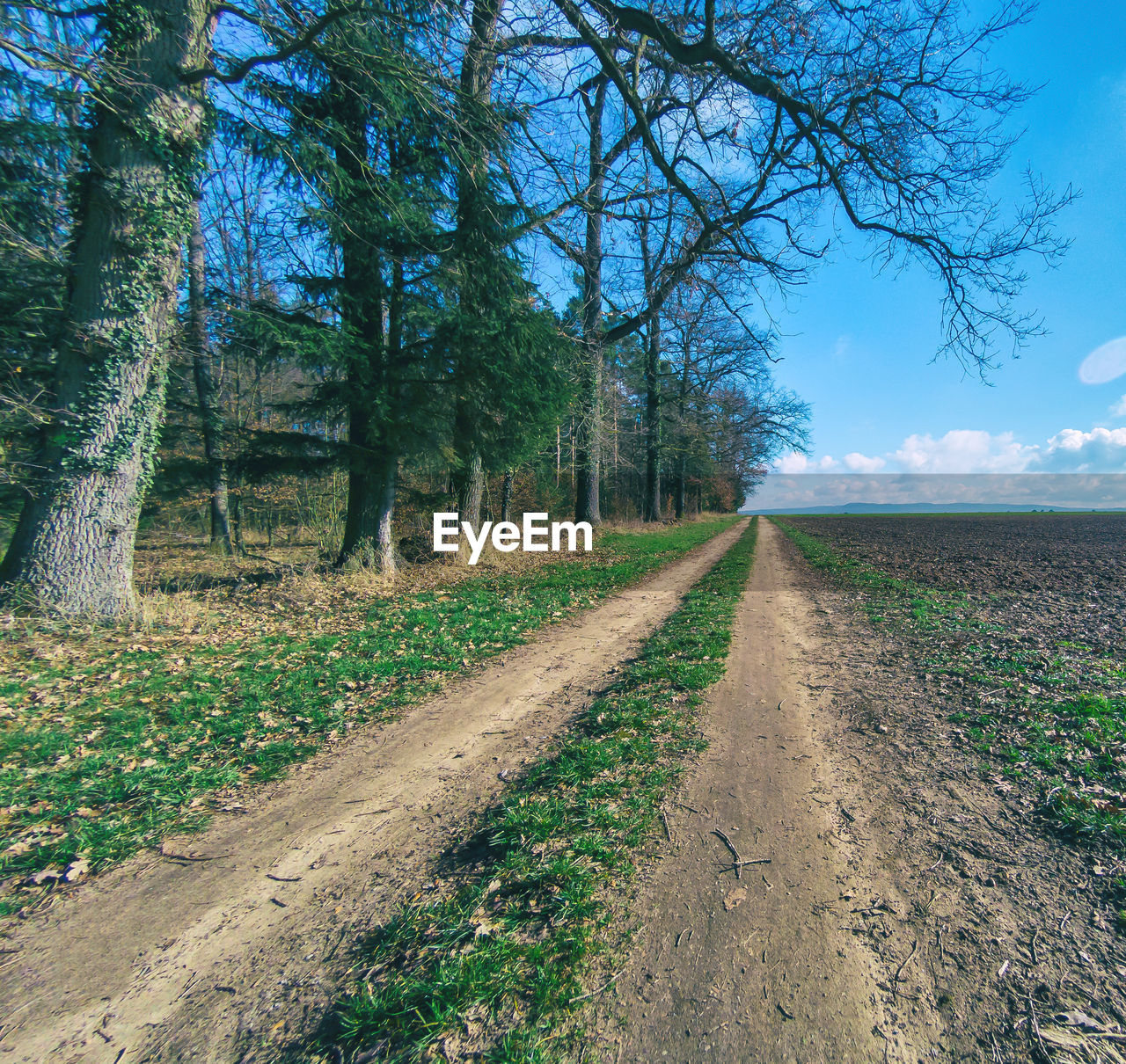 DIRT ROAD AMIDST TREES AND PLANTS