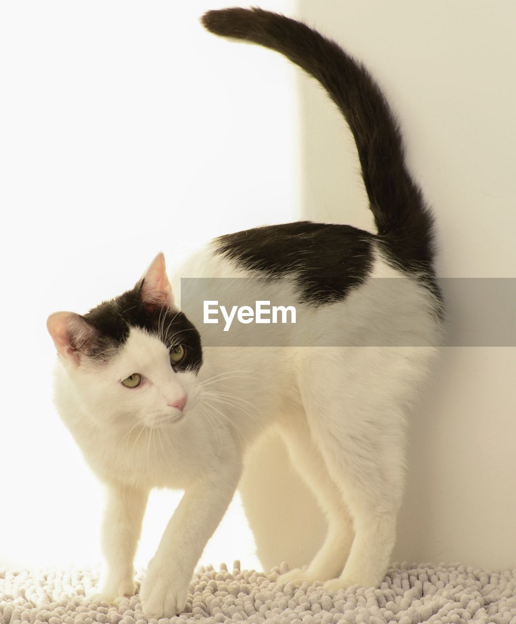 Portrait of cat sitting on floor