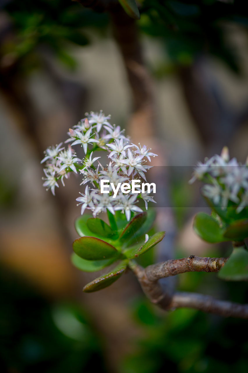 Close-up of flowers blooming outdoors