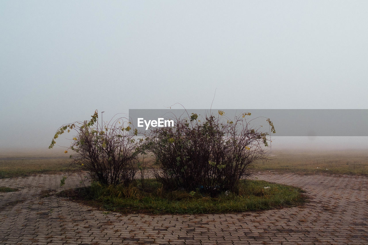 Plants growing on dirt road in foggy weather against clear sky