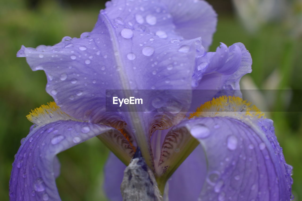 flower, flowering plant, plant, freshness, drop, iris, purple, close-up, wet, beauty in nature, water, fragility, petal, growth, nature, inflorescence, human eye, flower head, rain, macro photography, focus on foreground, outdoors, dew, springtime, day, raindrop, botany, selective focus