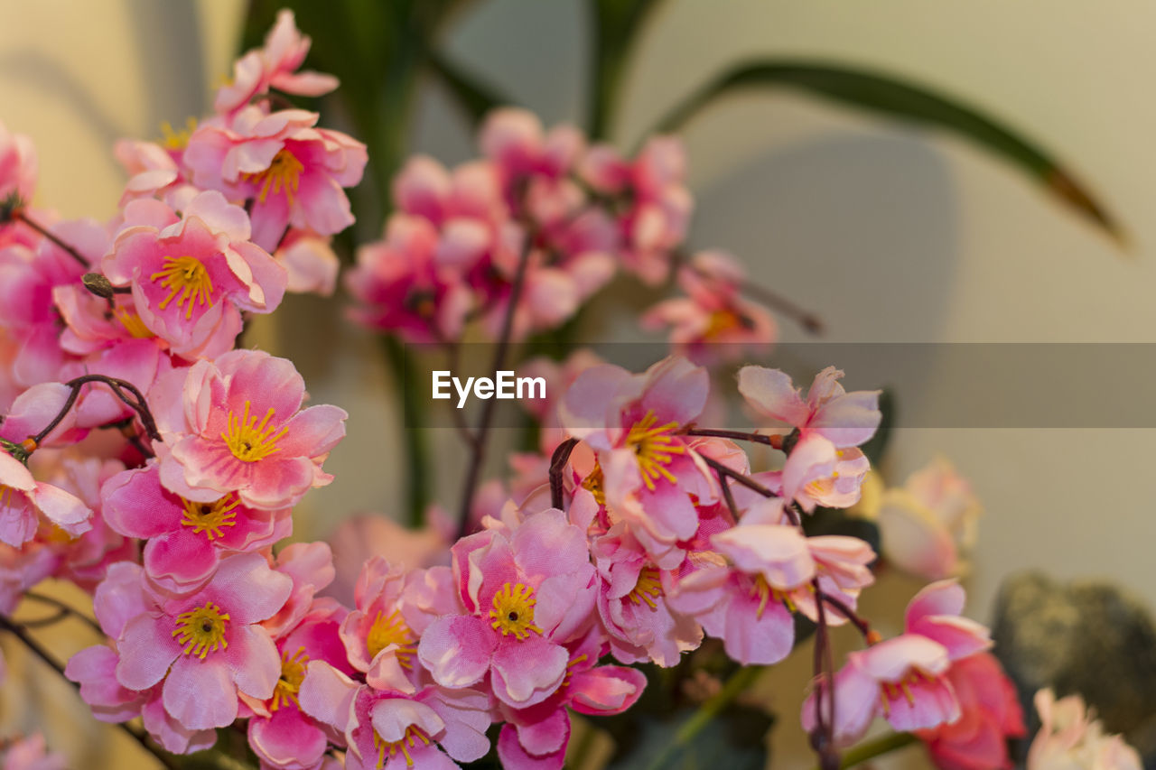 Close-up of pink flowering plant