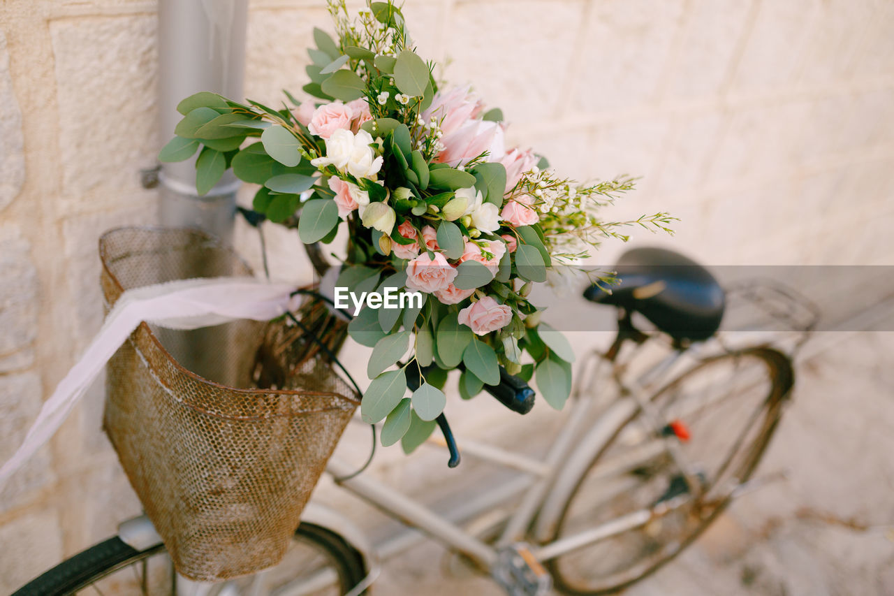 Close-up of potted plant in bicycle by white wall