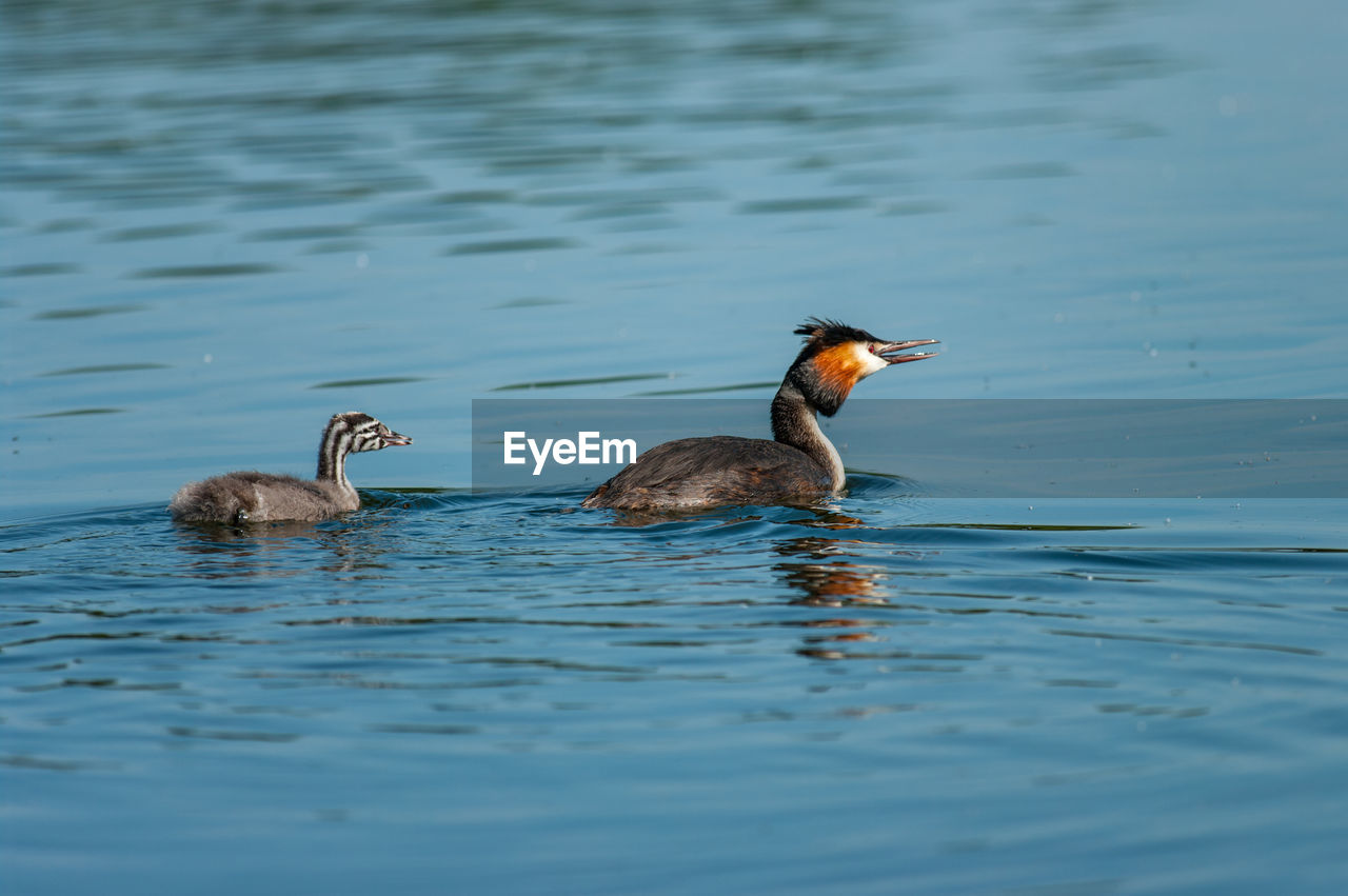 Great crested grebe with its offspring on a lake