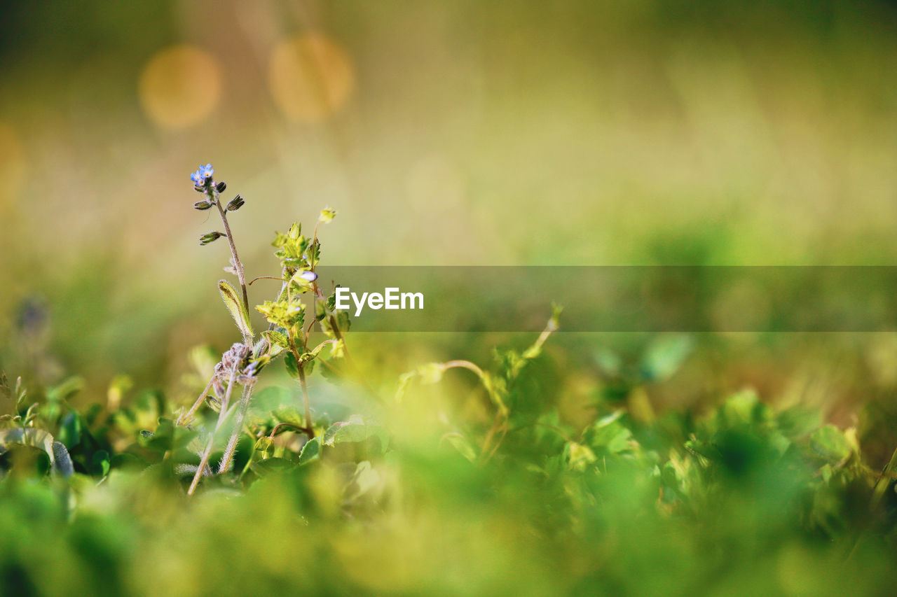 Beautiful Beautiful Nature Flowers,Plants & Garden Grass Growth Life Plants Wonderful Beauty In Nature Flower Flowers Garden Lovely Outdoors Pastel Selective Focus Spring Springtime