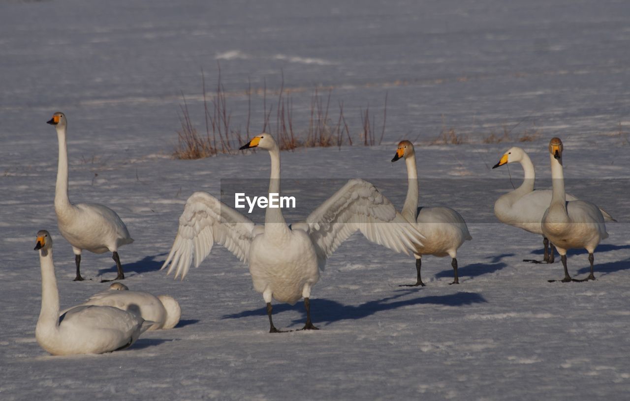 animal themes, animal, wildlife, bird, animal wildlife, group of animals, water bird, ducks, geese and swans, goose, water, nature, no people, swan, lake, large group of animals, day, beauty in nature, winter, outdoors, beach