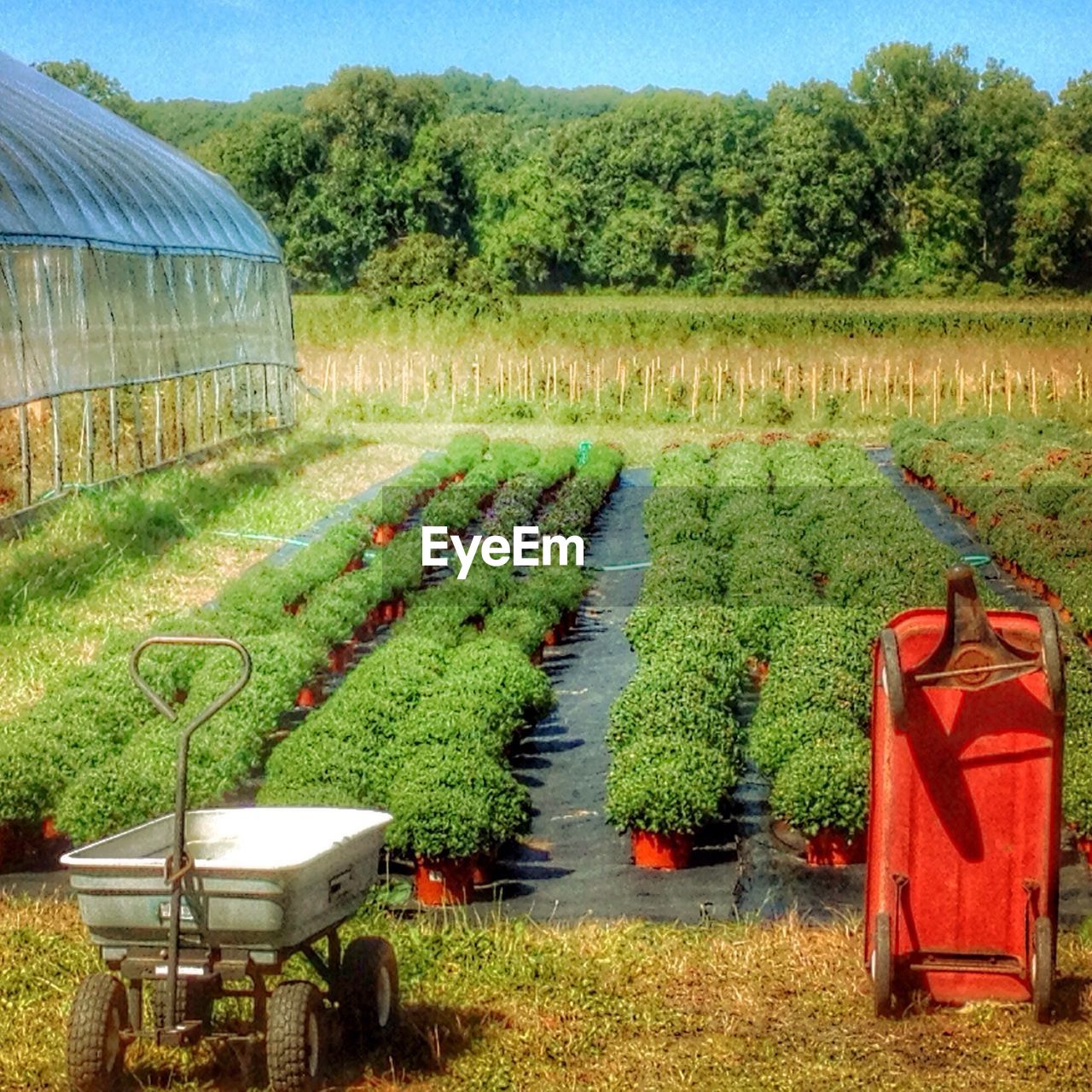 Scenic view of agricultural field against trees