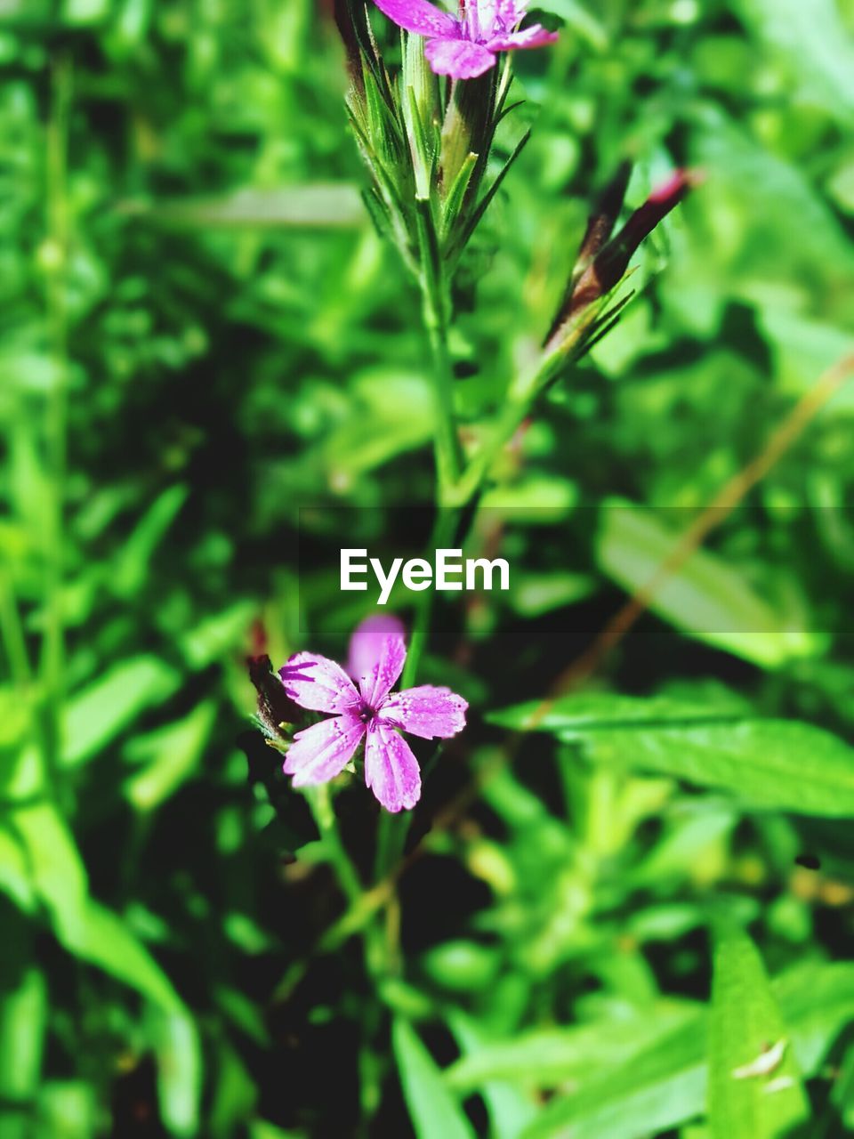 High angle view of purple flower in park