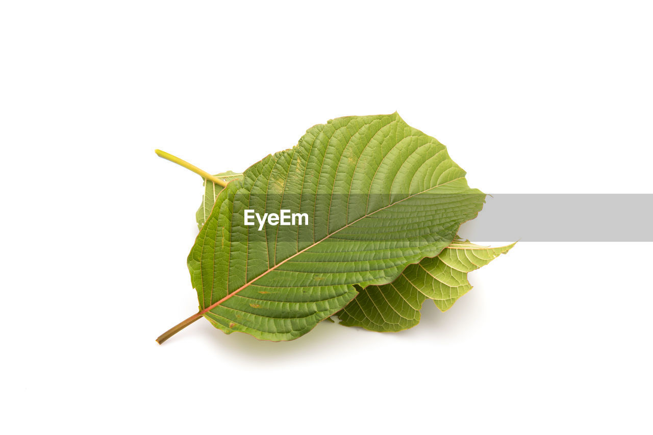 leaf, plant part, green, plant, white background, studio shot, cut out, nature, no people, close-up, food and drink, indoors, branch, produce, freshness, food, beauty in nature, single object, flower