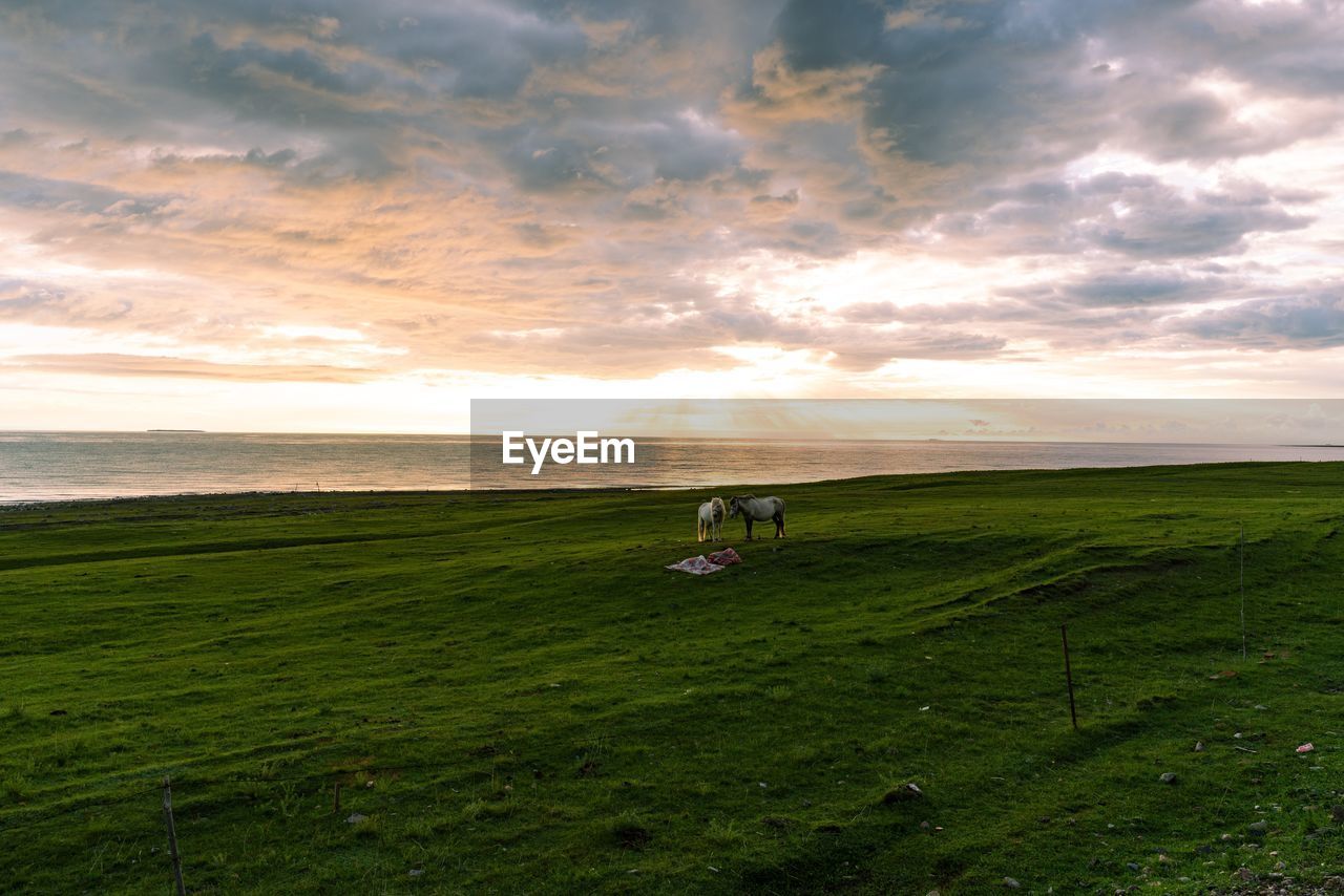 Scenic view of horses on field