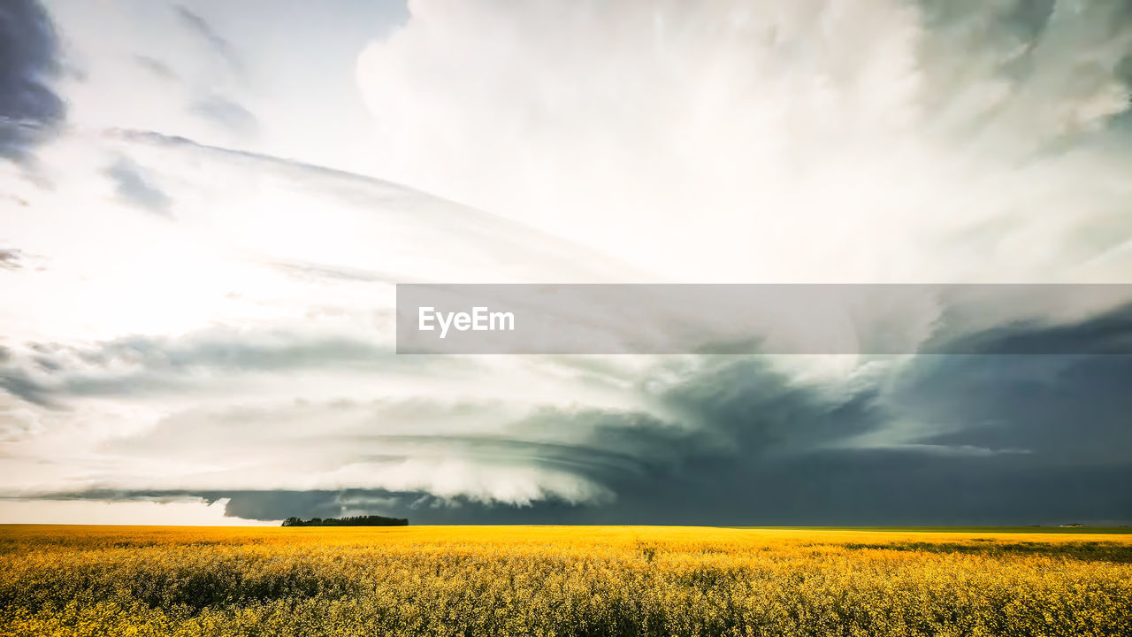 landscape, environment, sky, cloud, beauty in nature, plant, field, rural scene, yellow, land, agriculture, nature, crop, scenics - nature, rapeseed, flower, horizon, flowering plant, oilseed rape, tranquility, dramatic sky, canola, tranquil scene, freshness, cereal plant, storm, farm, idyllic, vibrant color, sunlight, food, horizon over land, springtime, no people, growth, cloudscape, produce, storm cloud, summer, morning, urban skyline, outdoors, non-urban scene, sun, tree, vegetable, plain, barley, meadow, sunbeam, multi colored, grass, prairie, awe, day, gold, overcast, blue, fragility, moody sky, back lit, travel destinations, copy space