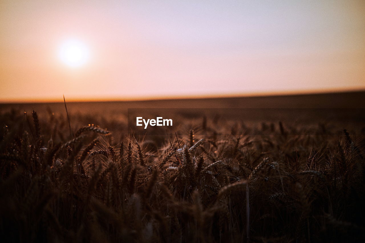 Scenic view of wheat field against sky at sunset