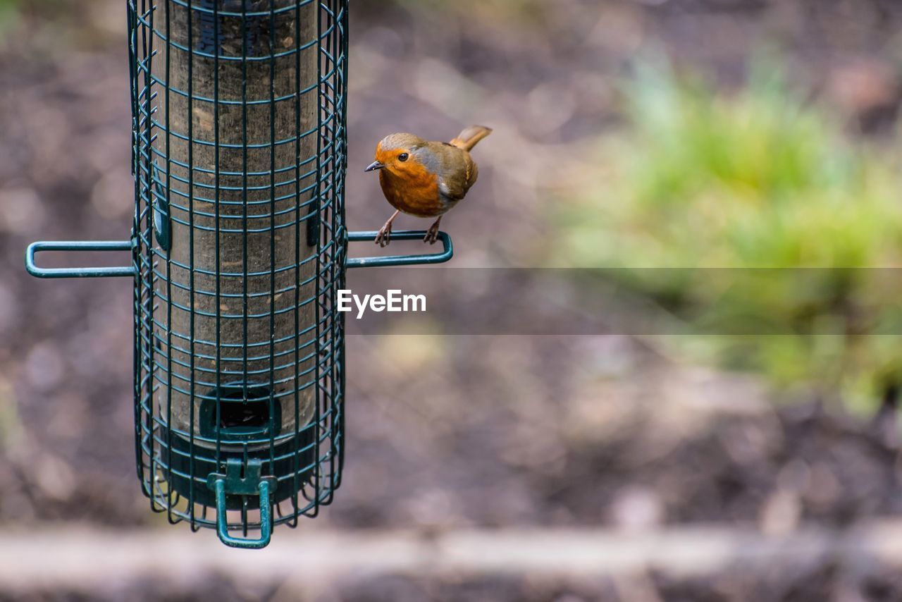 Close-up of robin perching on feeder