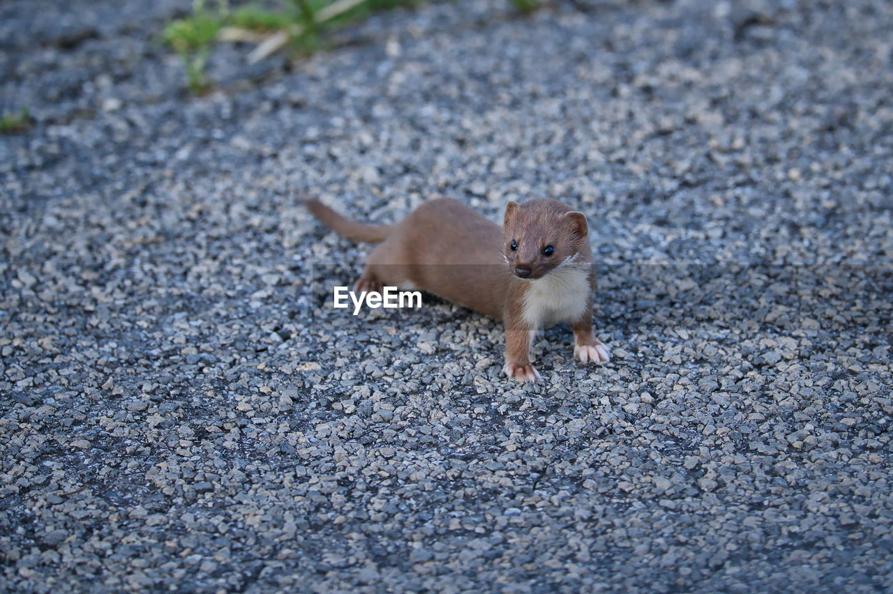 animal, animal themes, one animal, mammal, animal wildlife, pet, squirrel, no people, wildlife, rodent, nature, day, road, high angle view, outdoors