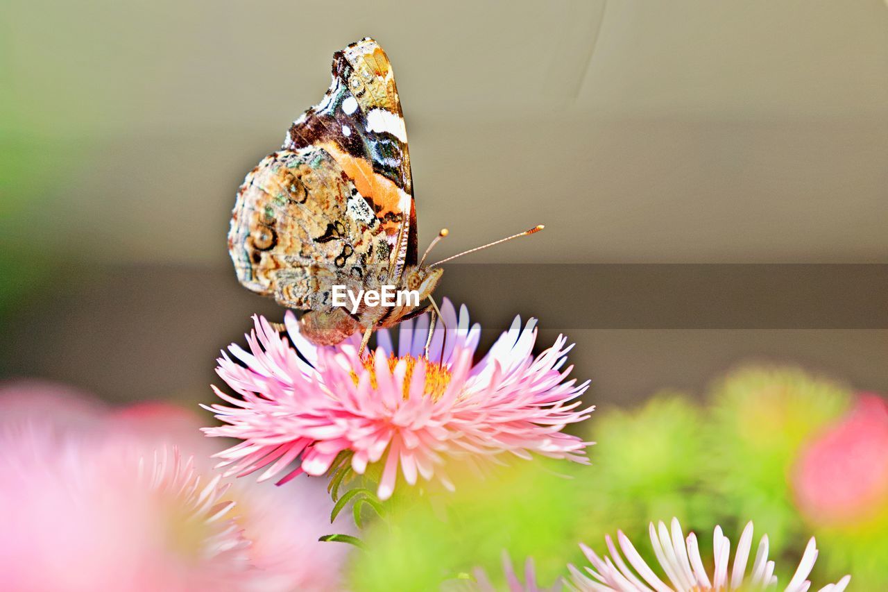 BUTTERFLY ON PINK FLOWER