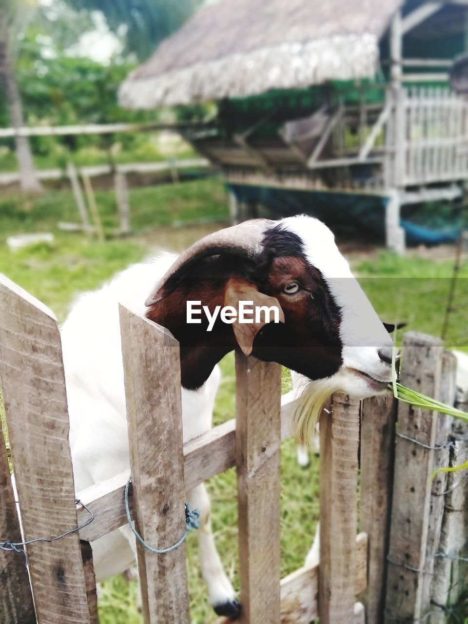 VIEW OF AN ANIMAL ON WOODEN POST