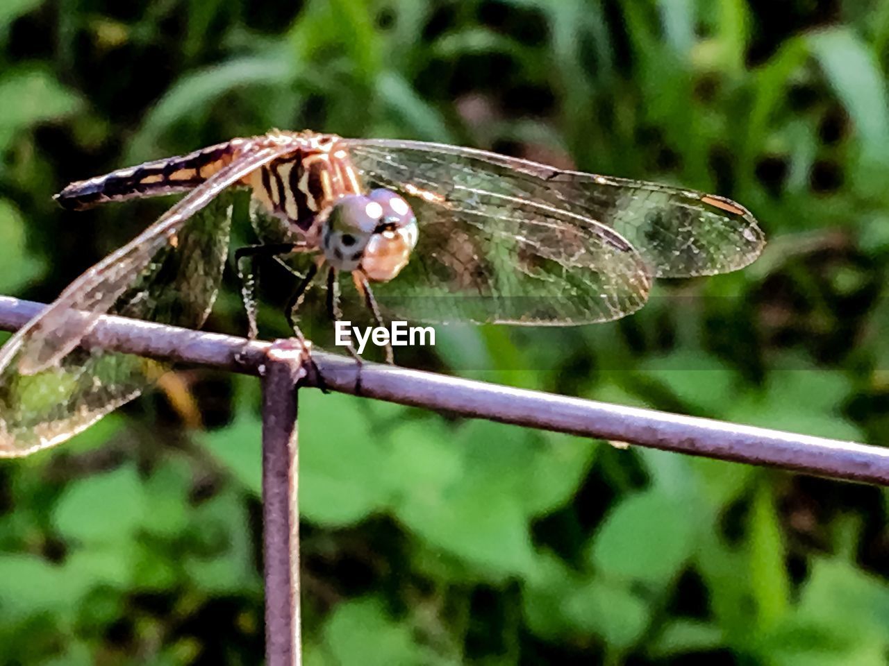 CLOSE-UP OF INSECTS ON PLANT