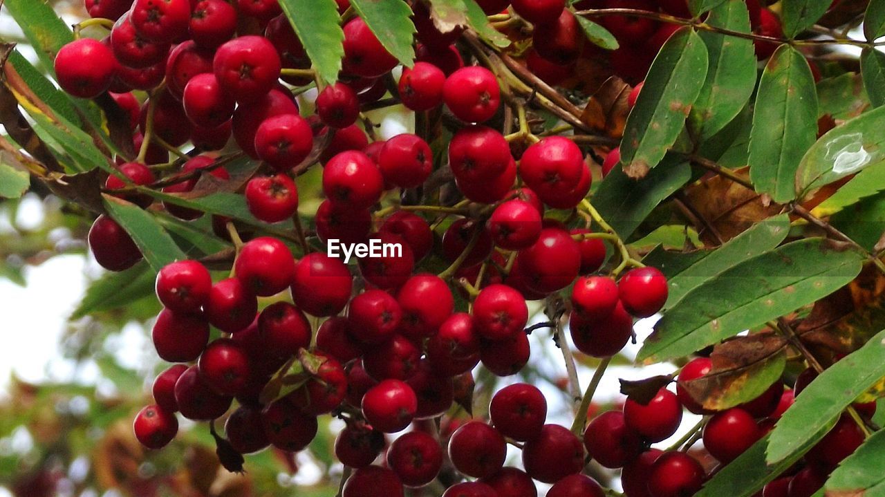 CLOSE-UP OF RED CHERRIES ON TREE