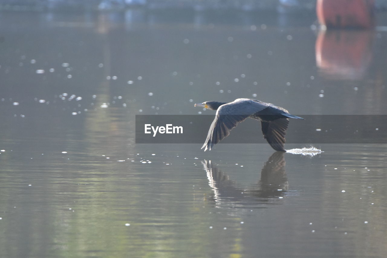 BIRD FLYING IN LAKE