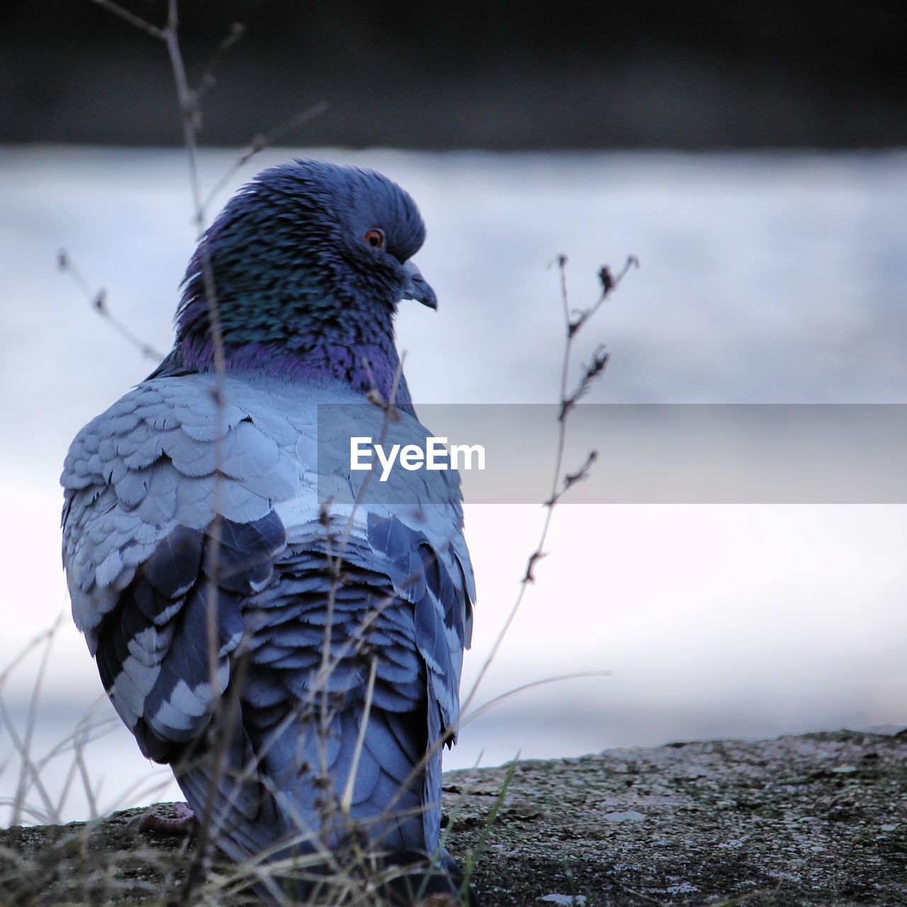 Close-up of a bird perching on a land