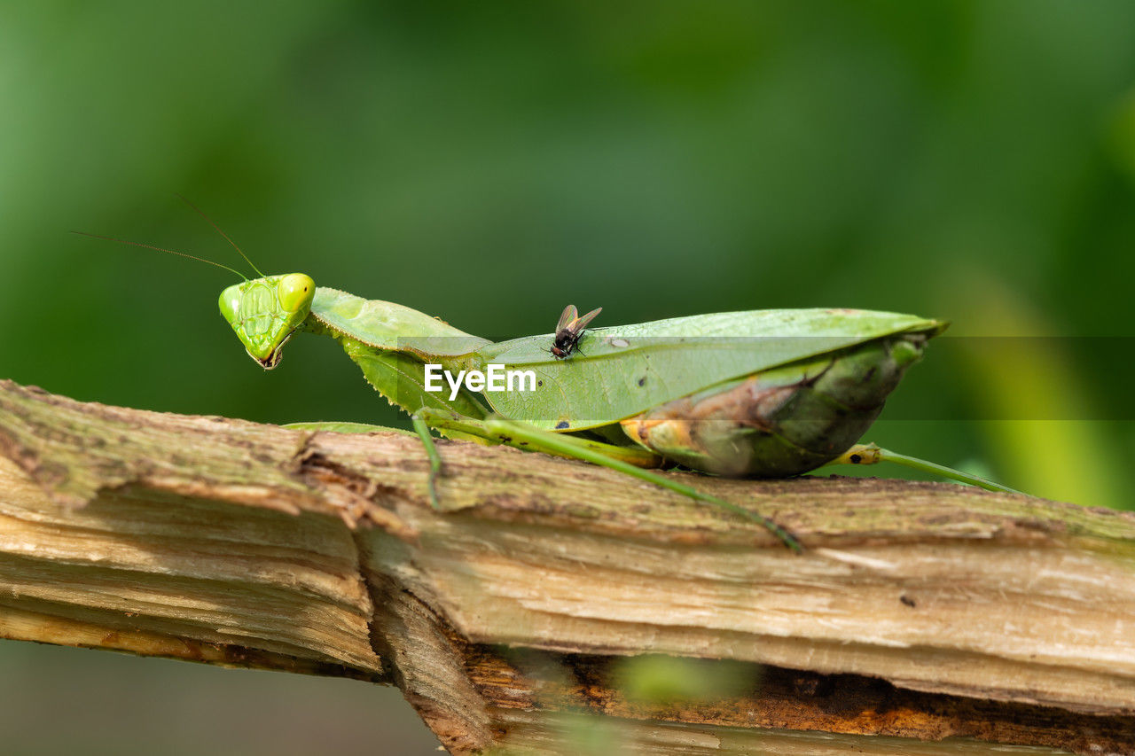 animal themes, animal, animal wildlife, wildlife, grasshopper, insect, one animal, green, nature, macro photography, close-up, animal body part, no people, focus on foreground, plant, tree, outdoors, day, mantis, cricket, branch, macro, environment, full length, side view, plant part, plant stem, leaf, wood