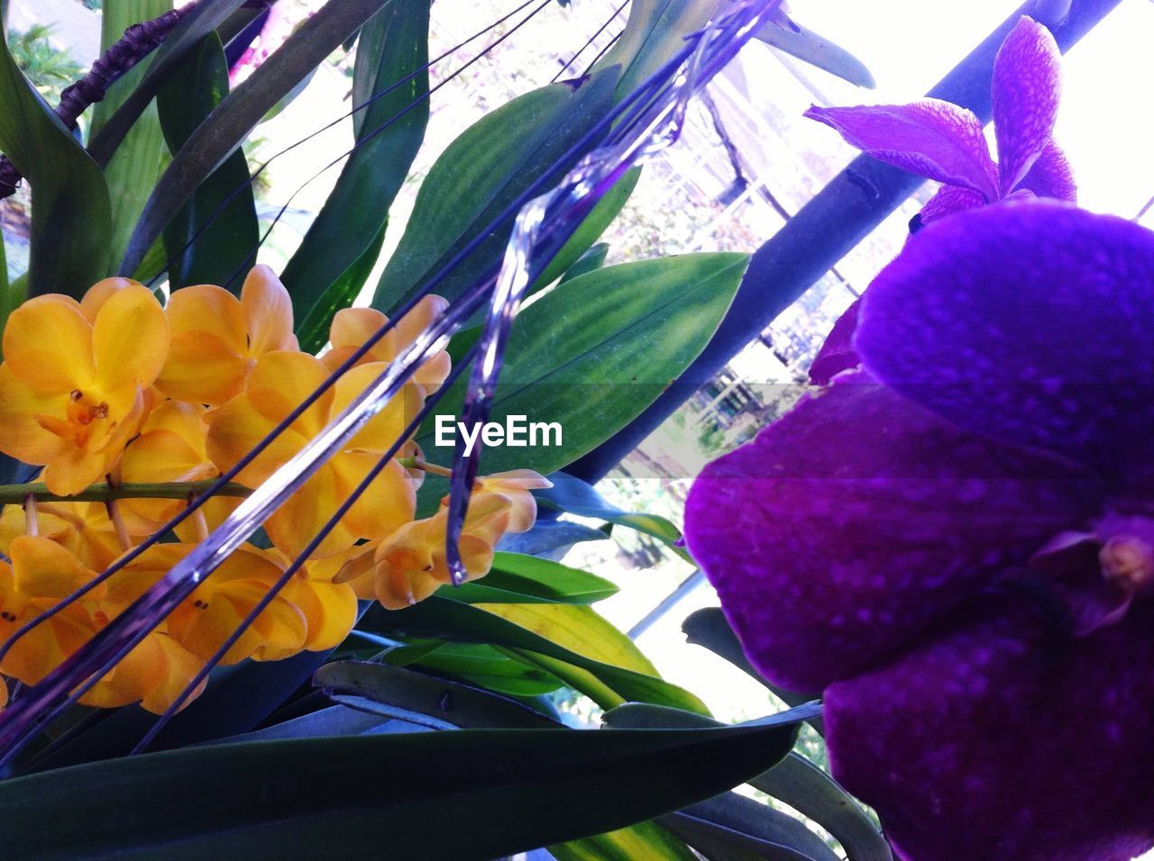 CLOSE-UP OF YELLOW FLOWERING PLANTS