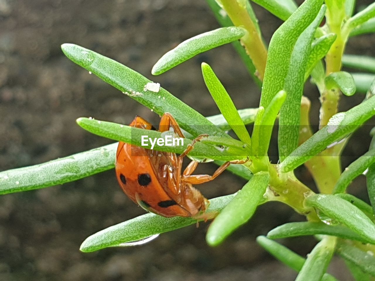 CLOSE-UP OF GRASSHOPPER ON LEAF