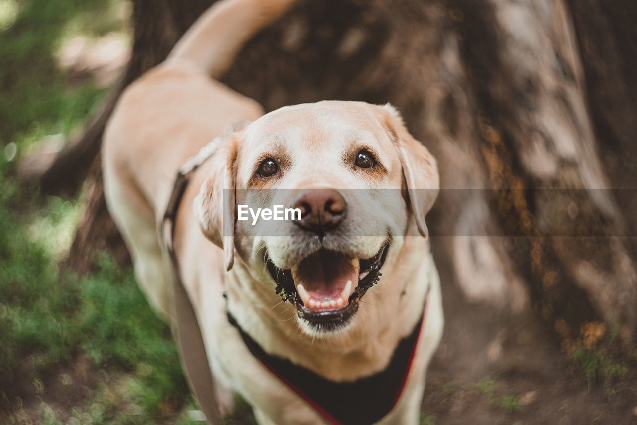dog, canine, animal themes, animal, one animal, pet, mammal, domestic animals, labrador retriever, portrait, looking at camera, retriever, no people, nature, puppy, animal body part, facial expression, outdoors, day, happiness, emotion